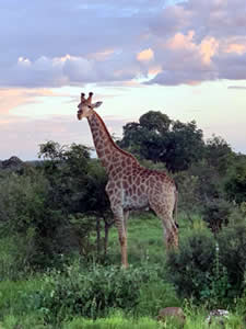 Modjadji Estate Giraffe