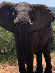 Modjadji Estate Elephant