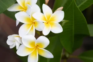 Modjadji Estate & Spa